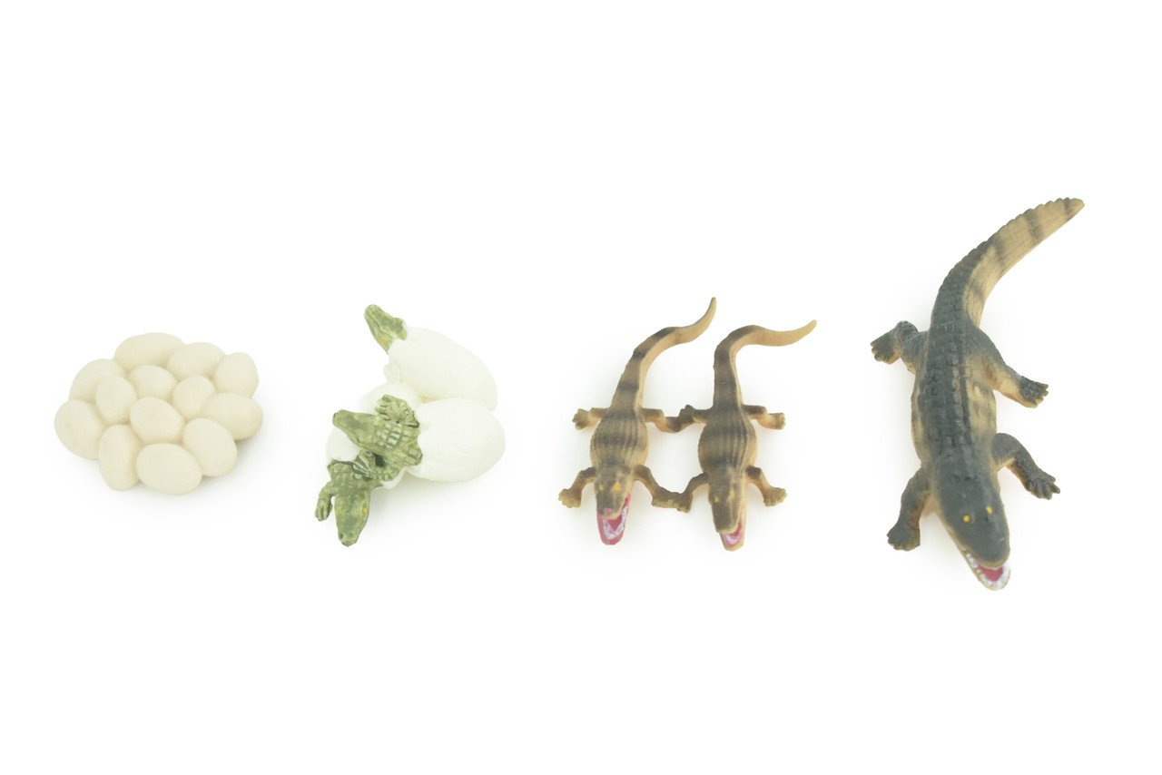 Realistic Alligator Life Cycle 4-Piece Toy Set